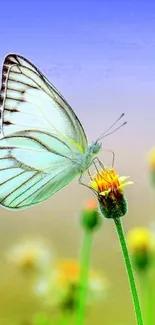 White butterfly on flower with blue sky backdrop.