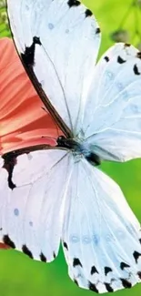 Butterfly on a pink flower with a green background wallpaper.