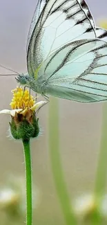 A butterfly perched on a yellow flower, showcasing nature's beauty.