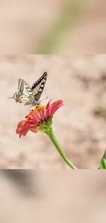 Butterfly perched on a pink flower against a beige background.