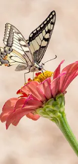 Beautiful butterfly resting on a pink flower, showcasing nature's elegance.