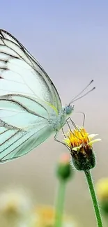 Delicate butterfly perched on yellow flower in soft pastel tones.