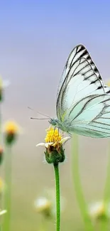 Delicate butterfly resting on a flower mobile wallpaper.