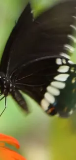 Black butterfly rests on orange flower, vibrant green background.