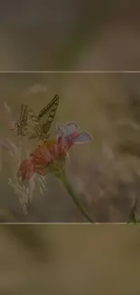 Butterfly resting on a colorful flower with a blurred natural background.