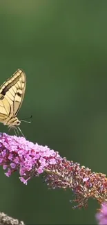 Butterfly perched on pink flower with green background.