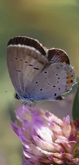 Butterfly perched on a vibrant flower with a soft-focus background.