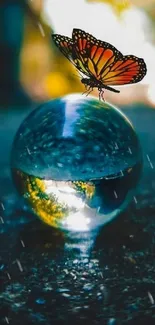 Vibrant orange butterfly on glass sphere mobile wallpaper.