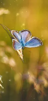 Blue butterfly on golden meadow in bright sunlight.