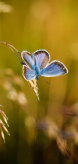 A blue butterfly rests on grass with a blurred, warm bokeh background.