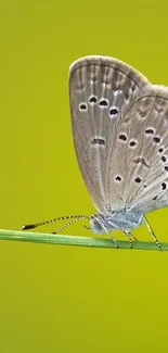 Butterfly on a green background branch for mobile wallpaper.