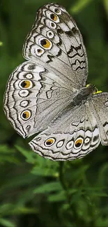 Detailed butterfly resting on green leaves with vivid nature background.