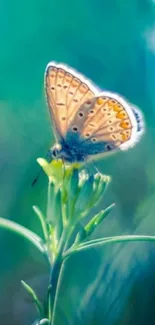 Butterfly resting on green leaves with blurred background.