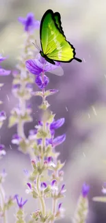 Green butterfly on lavender flowers in nature wallpaper.