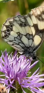 Butterfly on a lavender blossom mobile wallpaper.