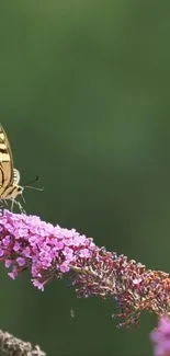 Butterfly resting on lavender blossom with green background.