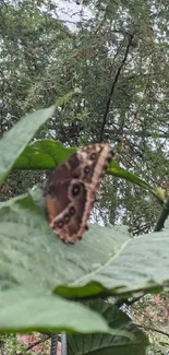 Butterfly perched on green leaves with natural background.