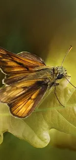 Close-up of a butterfly perched on a leafy background.