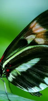 Vibrant butterfly perched on green leaf, close-up view.