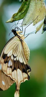 A butterfly gracefully perched on a leaf with a blurred green background.