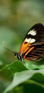 Colorful butterfly perched on a green leaf.