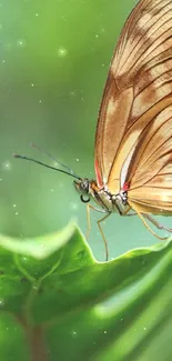 Butterfly resting on a vibrant green leaf background.