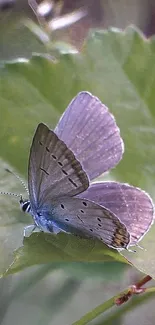 Purple butterfly resting on green leaf, showcasing peaceful nature scene.