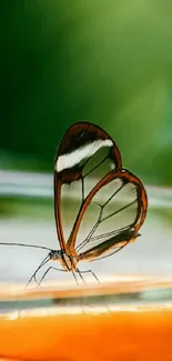 Transparent-winged butterfly resting on a leaf against a blurred green background.