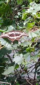 Butterfly resting on green leaves in a natural setting.