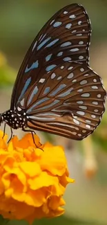 A vibrant butterfly rests on an orange marigold flower.