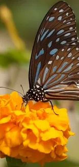 A butterfly with blue spots on a bright orange marigold flower.