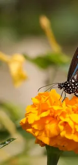 Butterfly perched on a vibrant orange marigold in nature.