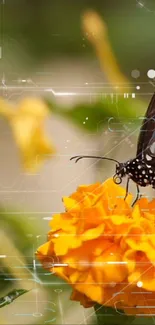 Butterfly delicately perched on a vibrant marigold flower with tech overlay.