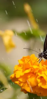 Butterfly on vibrant marigold during rainfall, capturing nature's serene beauty.