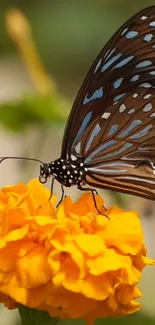 Butterfly perched on a vibrant marigold flower with soft background.