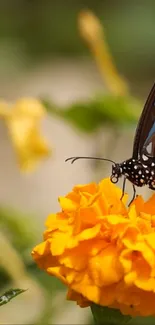 Butterfly perched on a vibrant orange marigold flower.