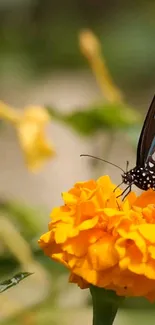 A butterfly resting on a vibrant orange marigold blossom.