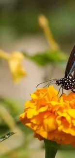 Butterfly rests on a vibrant marigold flower, showcasing nature's beauty.