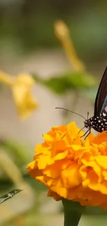 Butterfly on a vibrant marigold flower with blurred green background.