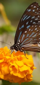 Close-up of a butterfly on a yellow marigold flower.