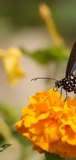 Vibrant butterfly perched on an orange marigold flower with a blurred green background.