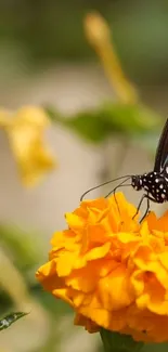 Butterfly on an orange marigold flower.