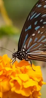 Butterfly perched on vibrant marigold flower.