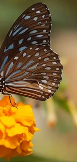 Close-up of a butterfly perched on a marigold flower.