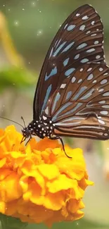 A black and white butterfly on a yellow marigold flower with a blurred background.