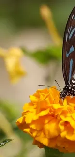 Butterfly perched on a vibrant marigold flower in a natural setting.