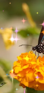 Butterfly on marigold flower with sparkling effect.