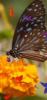 Butterfly resting on vibrant marigold with colorful butterflies fluttering around.