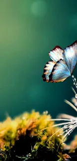 Nature-inspired wallpaper with a butterfly on moss.