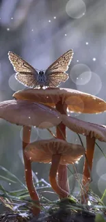 Butterfly resting atop orange mushrooms in nature.